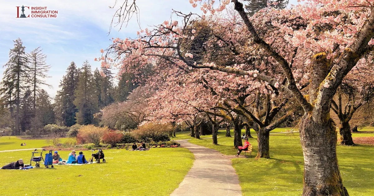 Vancouver Rực Rỡ Trong Mùa Hoa Anh Đào: Khi Thành Phố Hóa Thành Bức Tranh Xuân Lãng Mạn